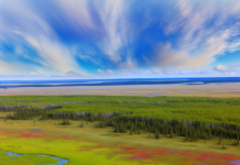 How Large-Scale Restoration of Nature is Reshaping Ecosystems and Climate Solutions