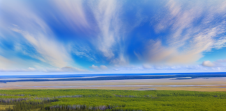 How Large-Scale Restoration of Nature is Reshaping Ecosystems and Climate Solutions